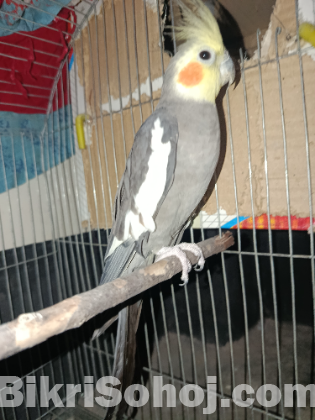Adult Male Cokatiel For sale